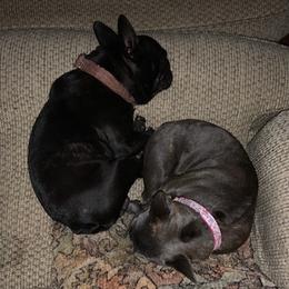 French Bulldogs from Kim Greene's French Bulldogs