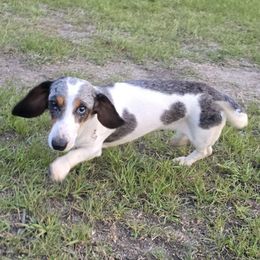 Sunshine - Dachshund