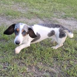 Sunshine - Dachshund