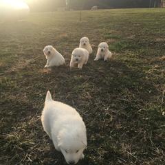 Border Collie and Maremma Sheepdog Puppies from 2J 2K Border Collies & Maremma Sheepdogs