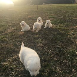 Border Collie and Maremma Sheepdog Puppies from 2J 2K Border Collies & Maremma Sheepdogs