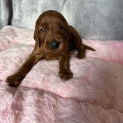 Boy 3 - Mahogany male Irish Setter puppy in Colville, Washington from Daesyn Setters
