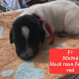Red - Black roan female German Shorthaired Pointer puppy in Dahlonega, Georgia from Pointer Mountain Bird Dogs