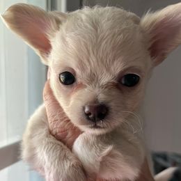 Winter - Cream and white female Chihuahua puppy in Coweta, Oklahoma from Green Country Chihuahuas