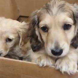 Dachshund Puppies from Meadow Ridge Dachshunds