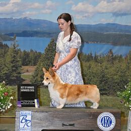 Barrett - Pembroke Welsh Corgi