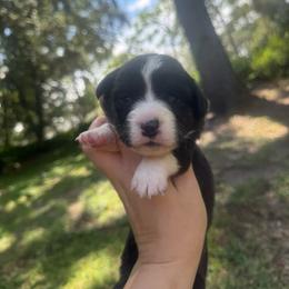 Iris - Brindle and white female Cardigan Welsh Corgi puppy in Wekiwa Springs, Florida from It is Corgiland