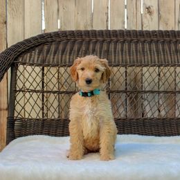 Bernedoodle and Goldendoodle Puppies from Delta Doodles and Poodles