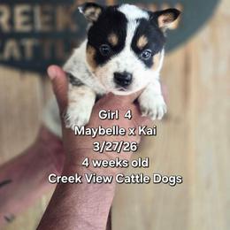 Girl 4 - Blue female Australian Cattle Dog puppy in Monroe, North Carolina from Creek View Cattle Dogs