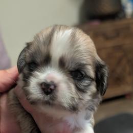 Ivy Grace - Parti female Lhasa Apso puppy in Fort Worth, Texas from Cynthia's Lhasa Apsos
