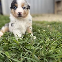 Bulls Eye - Blue merle female Australian Shepherd puppy in Ashland, Ohio from SS Australian Shepherds