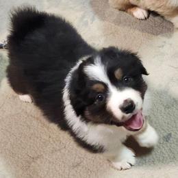Faith - Black tri-color female Australian Shepherd puppy in Athens, Tennessee from Mimi's Aussie