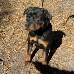 Reina - Black and rust female Rottweiler puppy in Jacksonville, Florida from El Dorado