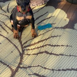 Manchester Terrier Puppies from Maximal Manchester Terriers