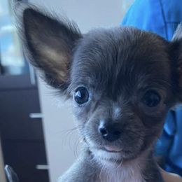 Chihuahuas and Dalmatians from Kassafina Kennel