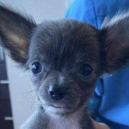 Chihuahuas and Dalmatians from Kassafina Kennel