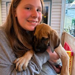Pasta figioli - Fawn male Great Dane puppy in Medford, New York from Alchemy Danes
