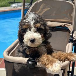 Cosmo - Sable male Bernedoodle puppy in Mint Hill, North Carolina from DoodleForever