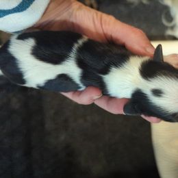 Hummingbird - Cavalier King Charles Spaniel puppy in Layton, Utah from Shakespeare's Cavaliers