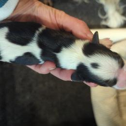Hummingbird - Cavalier King Charles Spaniel puppy in Layton, Utah from Shakespeare's Cavaliers