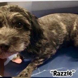 Razzle - Assorted Doodle Crosses