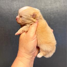 Alex - Cream male Pomeranian puppy in Newport Beach, California from Exotic City Pomeranians and chihuahuas