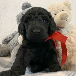 Poodle Puppies from Boodle's Poodles