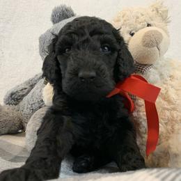 Poodle Puppies from Boodle's Poodles