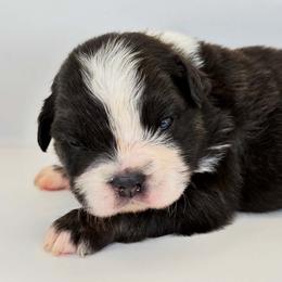 Blue collar - Black tri male Miniature Australian Shepherd puppy in Brooker, Florida from Triple Branch Aussies