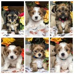 Shorkie Puppies from Deborah Reinwalds