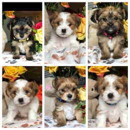 Shorkie Puppies from Deborah Reinwalds