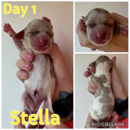 Stella - Chocolate and cream female Dachshund puppy in Michigan from M.H.P Dachshunds