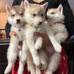 Yellow Collar - Red and white female Siberian Husky puppy in Squaw Valley, California from Bear Mountain
