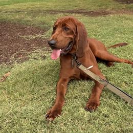 Redbone Coonhounds from Redbone Ranch