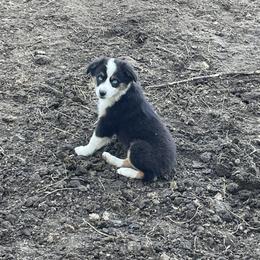 Aussiedoodle, Bulldog, Miniature Australian Shepherd, Poodle, and Toy Australian Shepherd Puppies from Mowry Creek Mini Aussiedoodles and More
