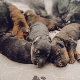 Schnoodle Puppies from Bentley's Beloved Paws