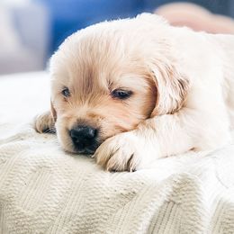Nash - Light golden male Golden Retriever puppy in Deer Lodge, Tennessee from SelahGold