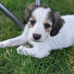 Companion Cross Puppies from Mandala Dogs