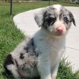 Border Collie Puppies from Bond Border Collies