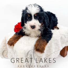 Skipper - Tri-color male Bernedoodle puppy in Baroda, Michigan from Great Lakes Bernedoodles