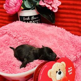 Love bug - Liver female Miniature Schnauzer puppy in Alabama from Little River Miniature Schnauzers