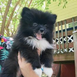 Beauty - Black female Pomeranian puppy in Albany, New York from K&A Little Wonder's