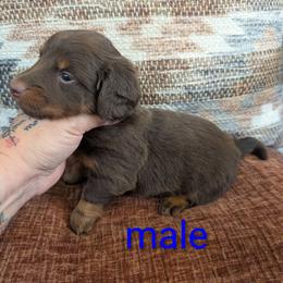 Winston - Chocolate and tan male Dachshund puppy in Barnard, Missouri from KB Doxies