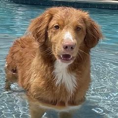 Jett - Nova Scotia Duck Tolling Retriever