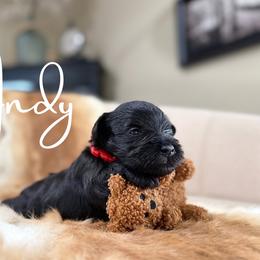 Andy - Black male Miniature Schnauzer puppy in Victorville, California from West Coast Crown  Miniature Schnauzer