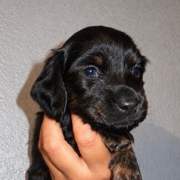 Oreo - Blue and tan male Dachshund puppy in Coachella, California from Liliana's Dachshunds