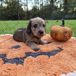 Dachshund Puppies from Jennifer Starkey