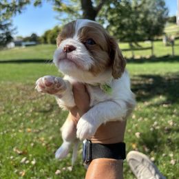 Blenheim - Blenheim male Cavalier King Charles Spaniel puppy in Greenleaf, Wisconsin from Ledgetop Family Cavaliers