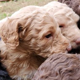 Poodle Puppies from Polly Wally Doodles and Poodles