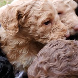 Poodle Puppies from Polly Wally Doodles and Poodles